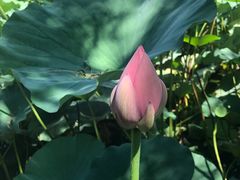 -静之湖湖畔餐厅