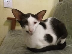 -猫色咖啡·猫咖