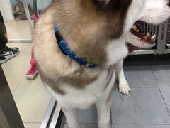 -宠福鑫康馨动物医院·骨科·眼科
