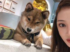 -柴务处·柴犬主题狗咖