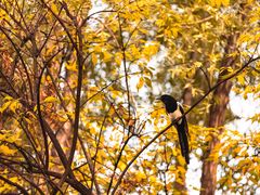 -三里屯东五街银杏大道