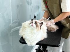 -爱洗澡的猫(望京店)