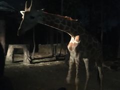 -清迈夜间动物园