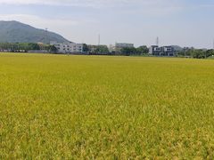 -崖口云吞(中堡店)