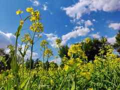 -长白岛森林公园