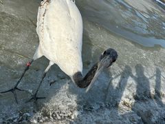 -黑龙江扎龙生态旅游区