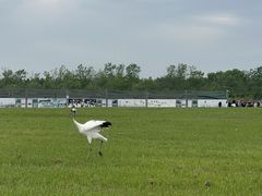 -盐城丹顶鹤湿地生态旅游区