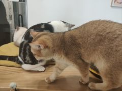 -有喵·猫咖·狗咖·30几只猫10只小狗(岗厦店)