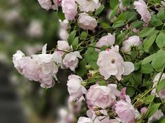 -无锡新湖铂尔曼大酒店