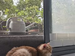 -喵的天空名猫咖啡馆·撸猫·猫舍·用品