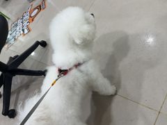 -佳雯宠物医院·皮肤科·内外科(春晓路分院)