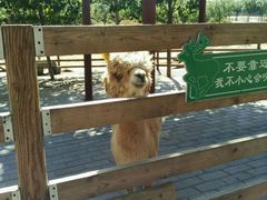 -北京鹿世界主题园