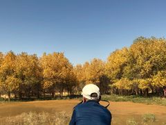-金塔沙漠胡杨林景区