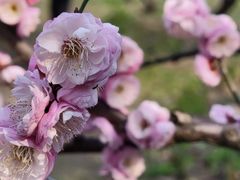 -上海滨江森林公园