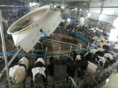 -君乐宝优致牧场