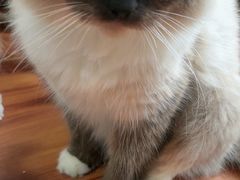-楼上猫咖(罗湖店)