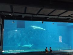 -芜湖新华联大白鲸海洋公园