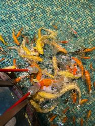 -酷嗒动物文化乐园(cutezoo西溪乐天城店)