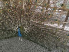 -南宫五洲植物乐园