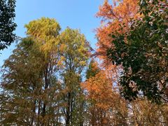 -上海海湾国家森林公园