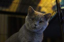 -飛凡TATTOO纹身•原创