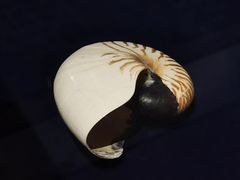 -青岛贝壳博物馆