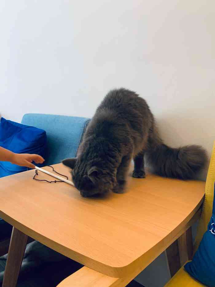 猫宁·猫咖-"在雕塑家园的楼上,猫猫颜值都非常高!可惜.