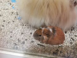 -神奇动物撸宠馆·羊驼·小浣熊·异宠(豫园店)
