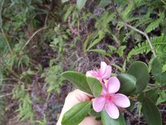 -梧桐山风景名胜区