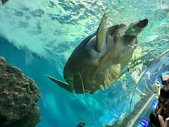 -上海海洋水族馆