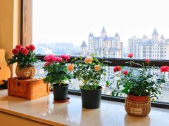 -双季花艺园艺市场(浦东店)