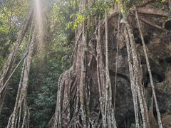 -中国科学院西双版纳热带植物园