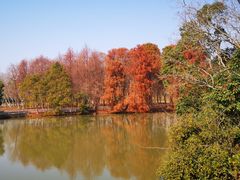 -上海海湾国家森林公园