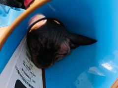 -瑞派福兴宠物医院犬猫全科·骨科·中西医结合(河东店)