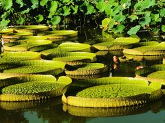 -国家植物园南园