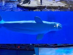 -海合安青岛极地海洋公园