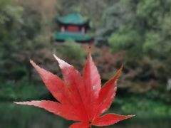 -岳麓山风景名胜区