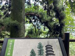 -天目山大树王景区