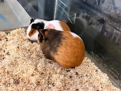 -怪兽屋·羊驼·猫咖·狗咖(俊华广场店)