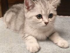 -美联众合宠物医院·爱萌分院·内外科·猫科中心