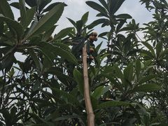 -塘栖枇杷特色园区