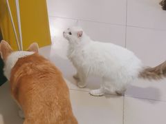 -平行世界·猫咖(首经贸店)