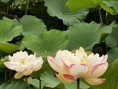 -厦门园林博览苑