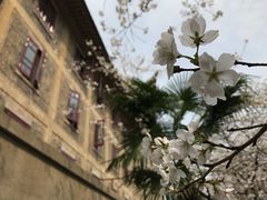 -武汉大学-樱园