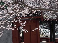 -桃花堤公园