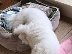 -Pets First伊珊娜洗护·精致美容·家庭式寄养(新会路店)