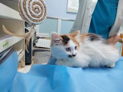 -纳吉亚猫专科动物诊疗中心(蒋宅口分院)