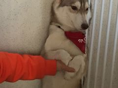 -Husky Go! 哈士奇体验馆·宠物咖啡厅狗咖