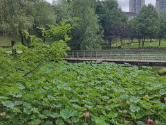 -沐仙湖湿地公园