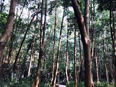 -云溪植物园